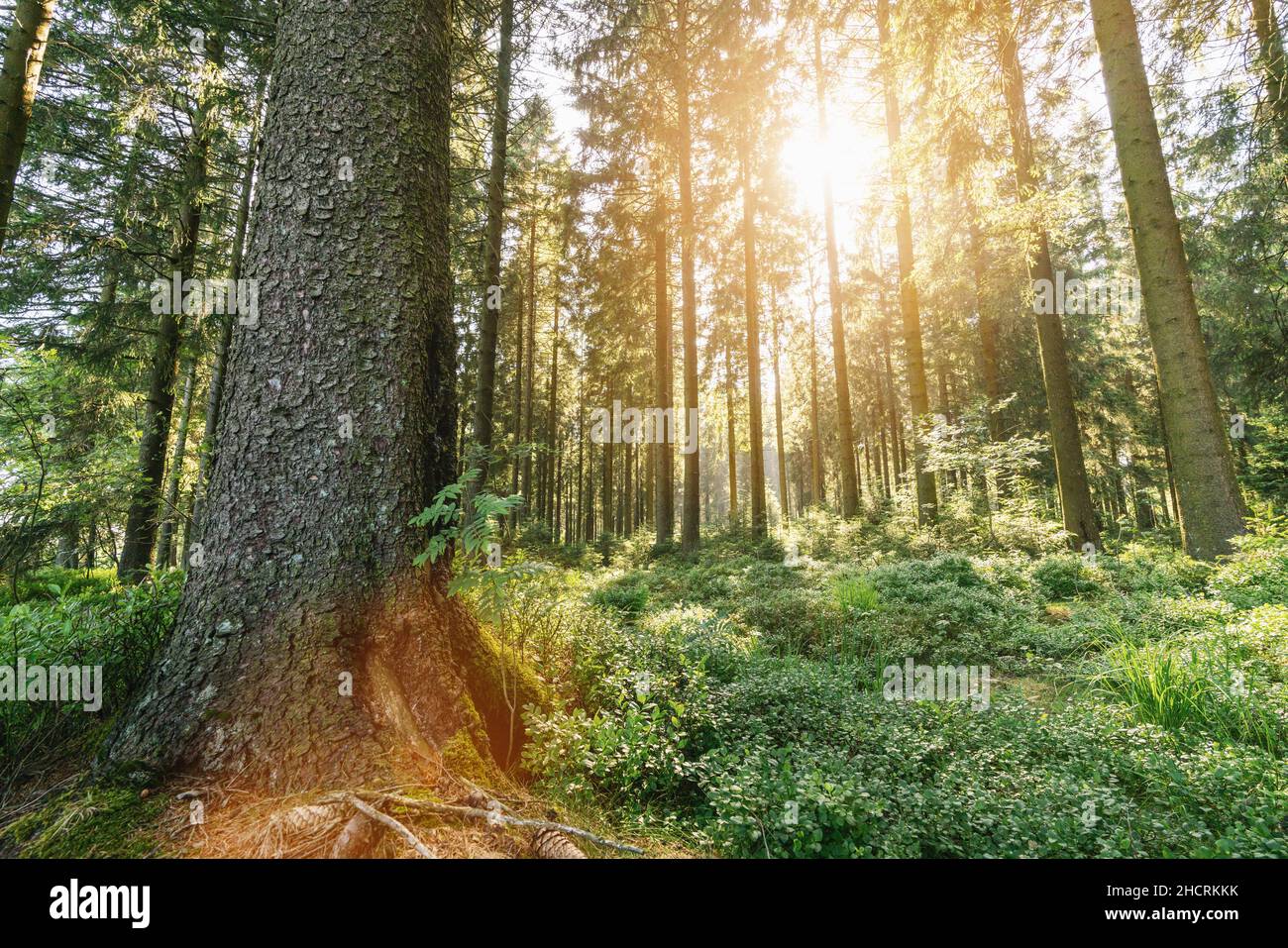 Rayons du soleil Shining à travers la forêt naturelle Banque D'Images