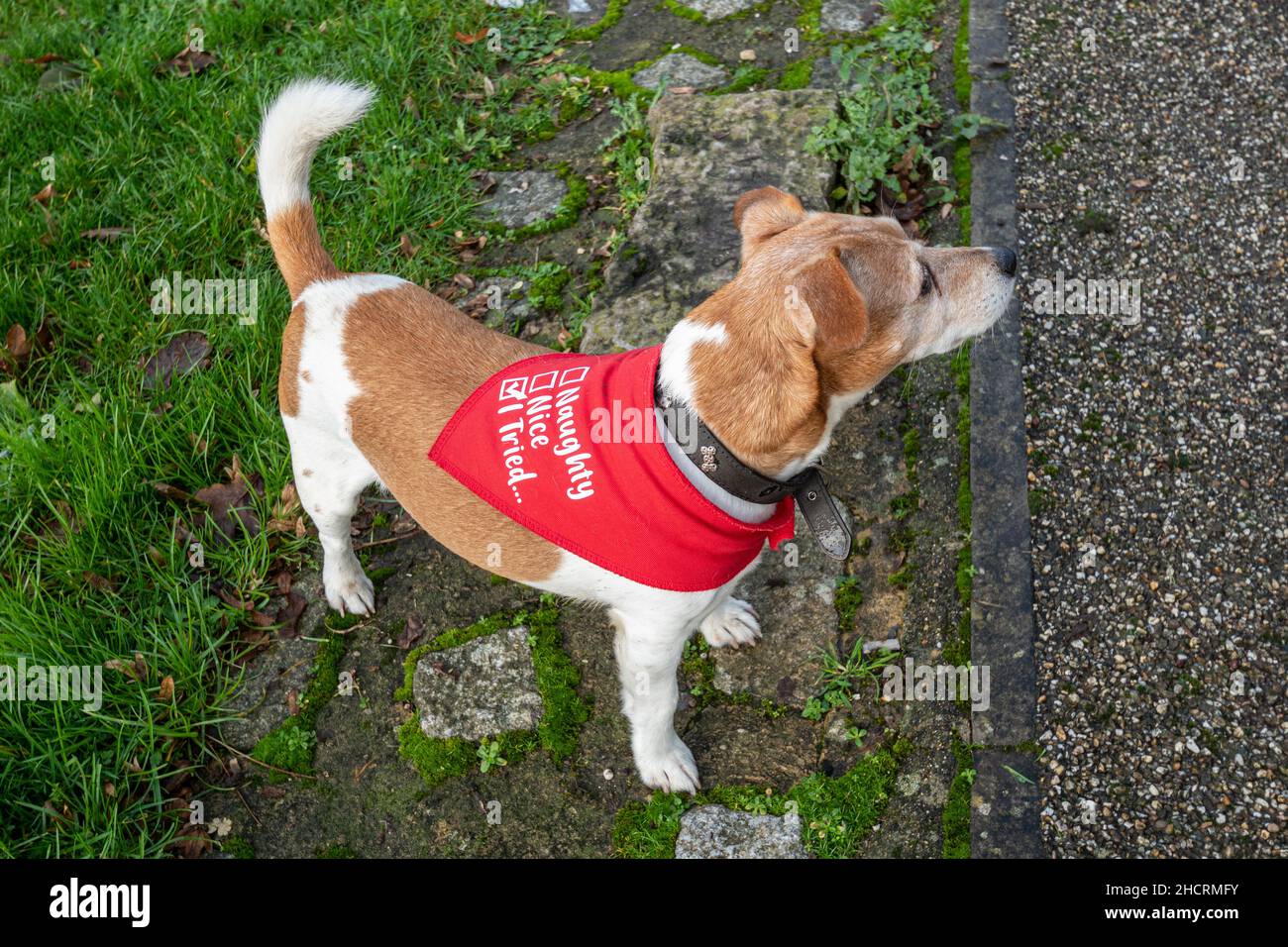 Jack Russell chien terrior portant un bandana rouge avec rire amusant, gentil, j'ai essayé des cases à cocher Banque D'Images