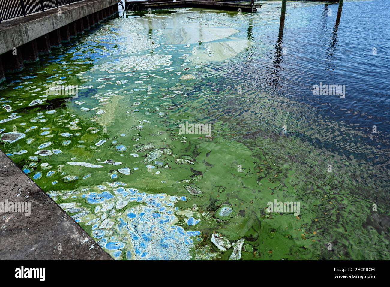Une éclosion toxique de prolifération des algues a dépassé la marina de Pahokee en avril 2021, à Pahokee, en Floride. Les résultats des tests d'eau du ministère de la protection de l'environnement de la Floride ont montré 860 parties par milliard de microcystine toxique.Les microcystines sont une toxine hépatique puissante et un cancérogène possible pour l'homme.De plus, l'Environmental protection Agency des États-Unis a constaté que les cyanotoxines peuvent également tuer le bétail et les animaux qui boivent de l'eau affectée.En 2020, le Congrès a demandé au corps des ingénieurs de l'armée américaine de mettre en œuvre un programme de démonstration technologique de cinq ans axé sur la détection des Blooms d'algues nuisibles en eau douce, prve Banque D'Images