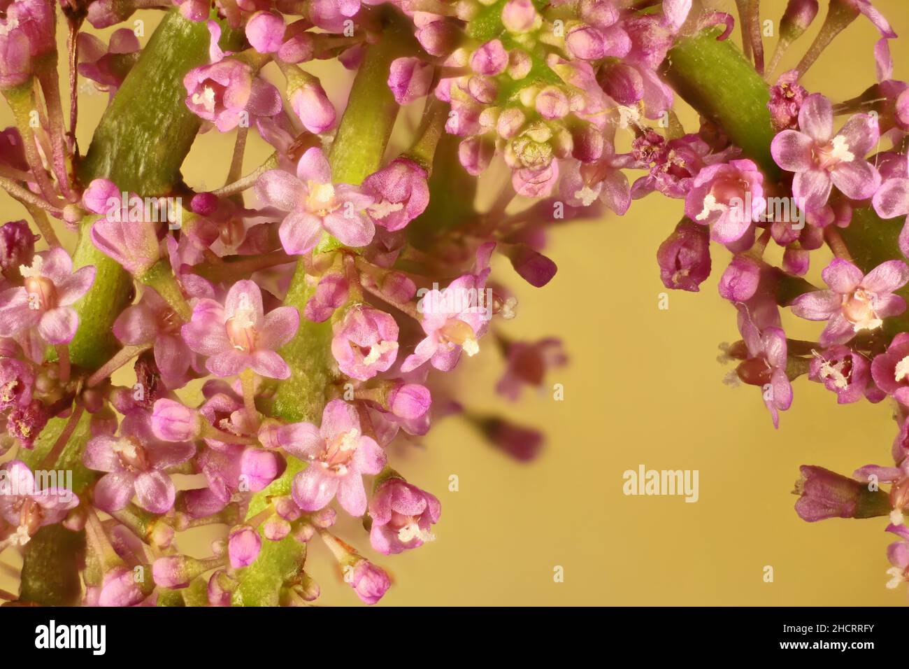 Vue super macro sur les fleurs isolées de la plante de Jade (Crassula ovata) Banque D'Images