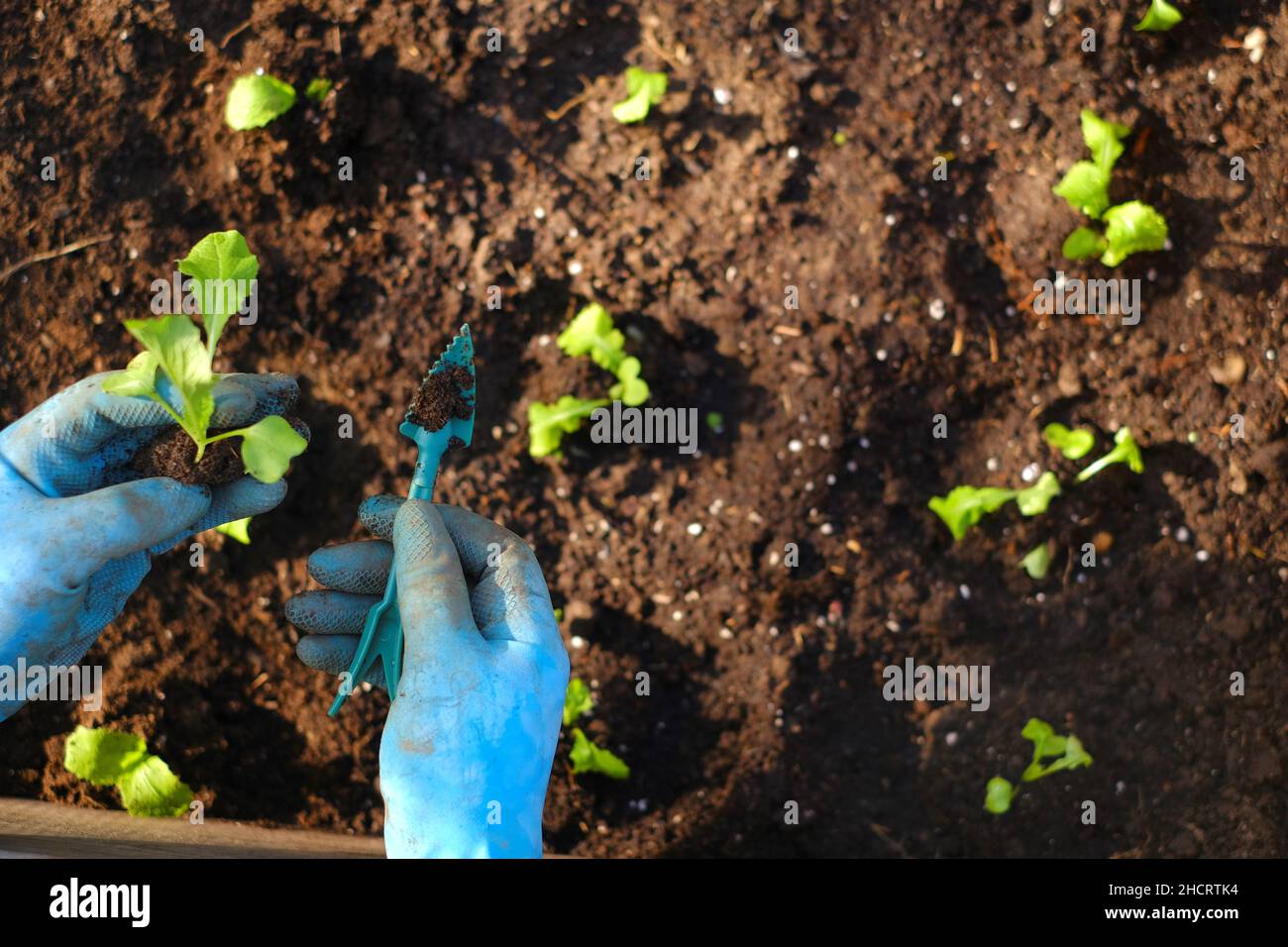 Maison jardin.Plantez des semis dans le sol et les mains.plantez des semis dans le jardin.Jardinage et légumes en croissance. Légumes en croissance Banque D'Images