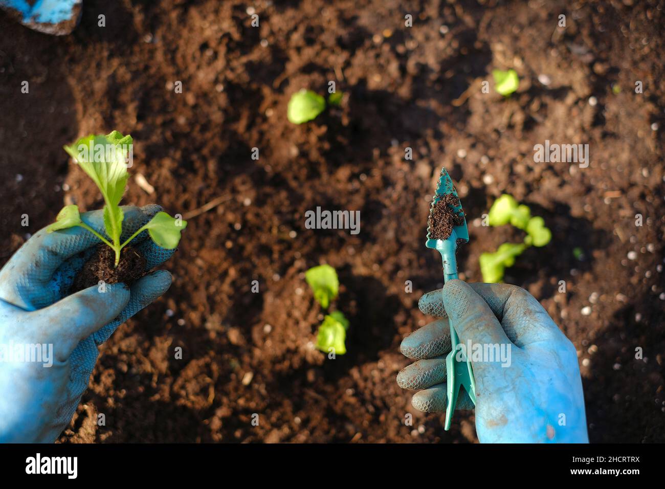 Plantez des semis dans le sol et les mains.plantez des semis dans le jardin.Jardinage et légumes en croissance. Légumes en croissance Banque D'Images