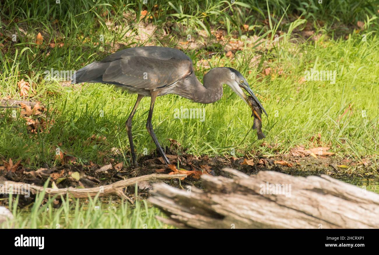 Grand héron bleu avec poisson-chat Banque D'Images