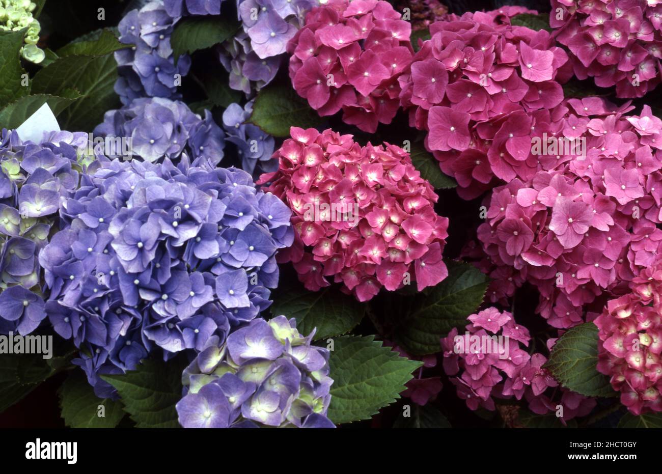 FLEURS D'HYDRANGEA ROSES ET MAUVES. Banque D'Images