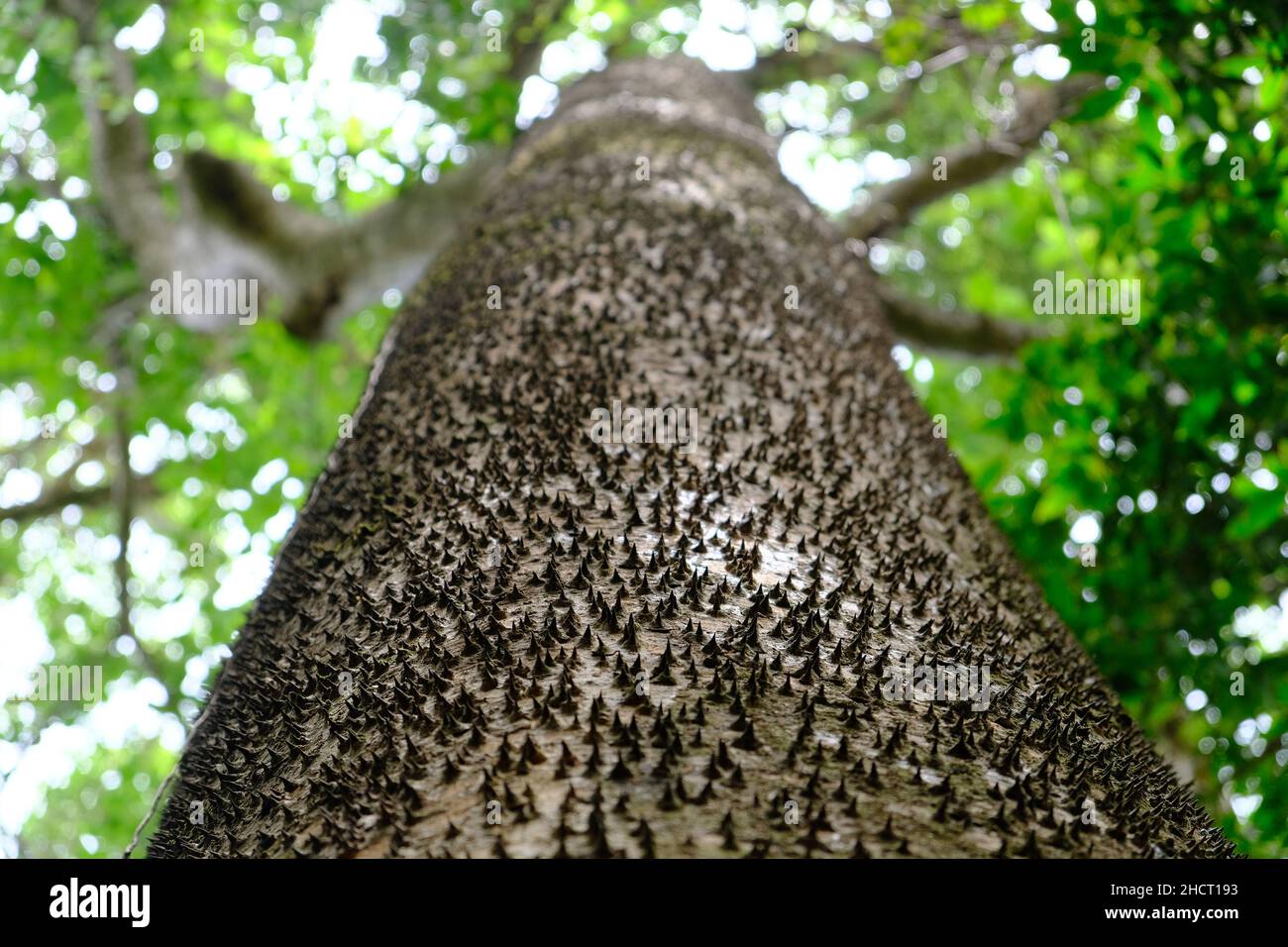 Parc national du Costa Rica Rincon de la Vieja - Ceiba pentandra ou le Kapok avec des épines sur le tronc Banque D'Images