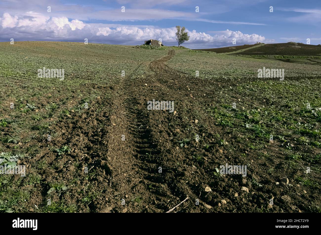 paysage agricole sicilien, champ labouré avec ferme abandonnée et arbre seul Banque D'Images