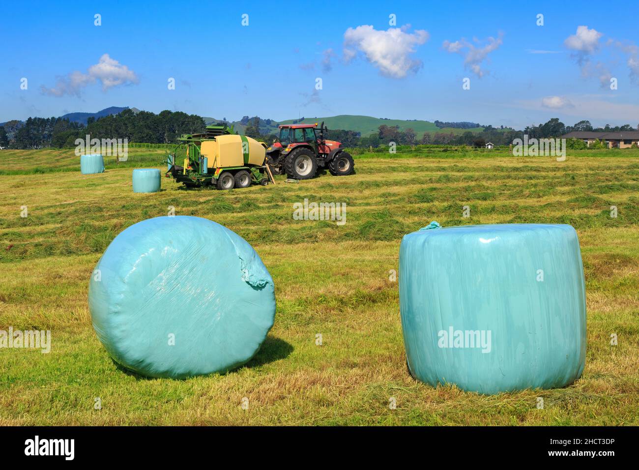 Balles de foin enveloppées dans du plastique dans un champ fraîchement moulant.Une machine de pressage de foin tirée par un tracteur est en cours de travail en arrière-plan Banque D'Images