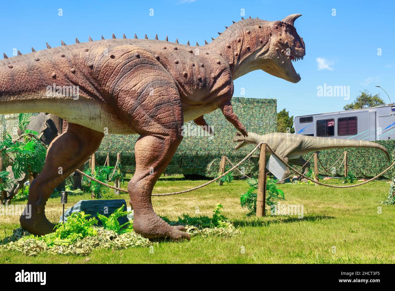 Modèles grandeur nature de deux dinosaures carnivores : Carnotaurus (premier plan) et Allosaurus Banque D'Images