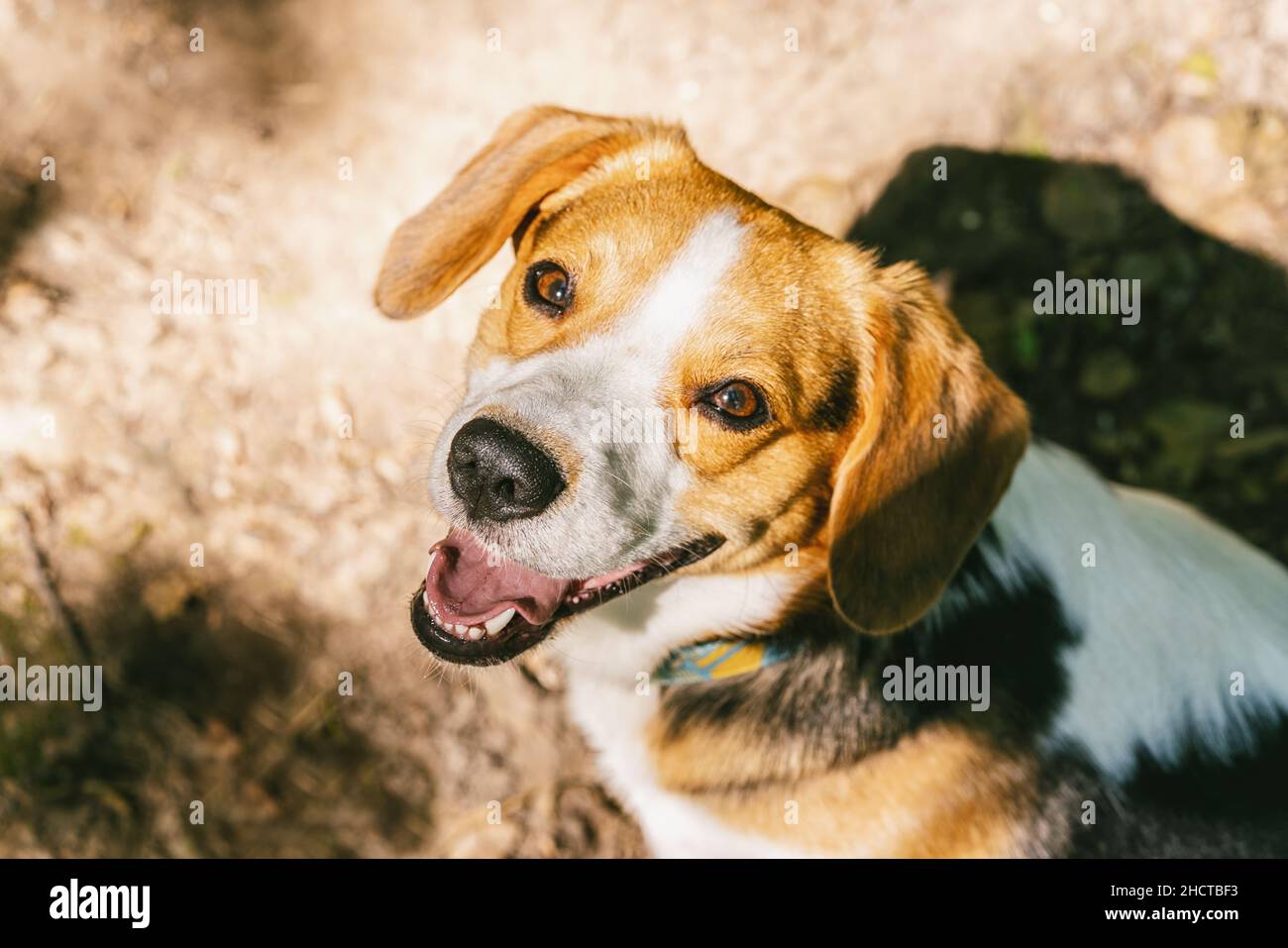 Portrait du beagle Banque D'Images