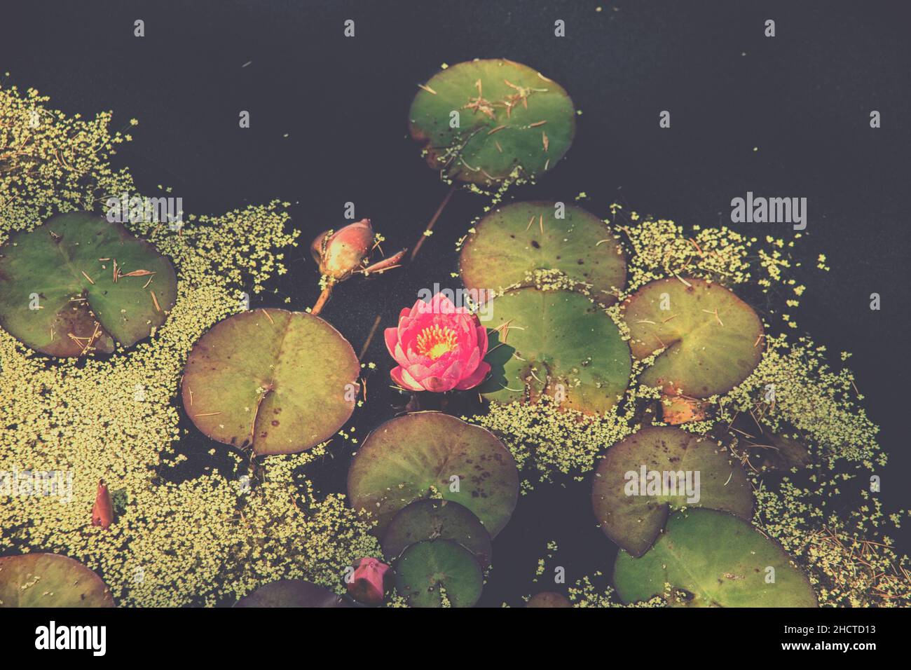 Nénuphar rouge dans un étang sombre avec des feuilles Banque D'Images
