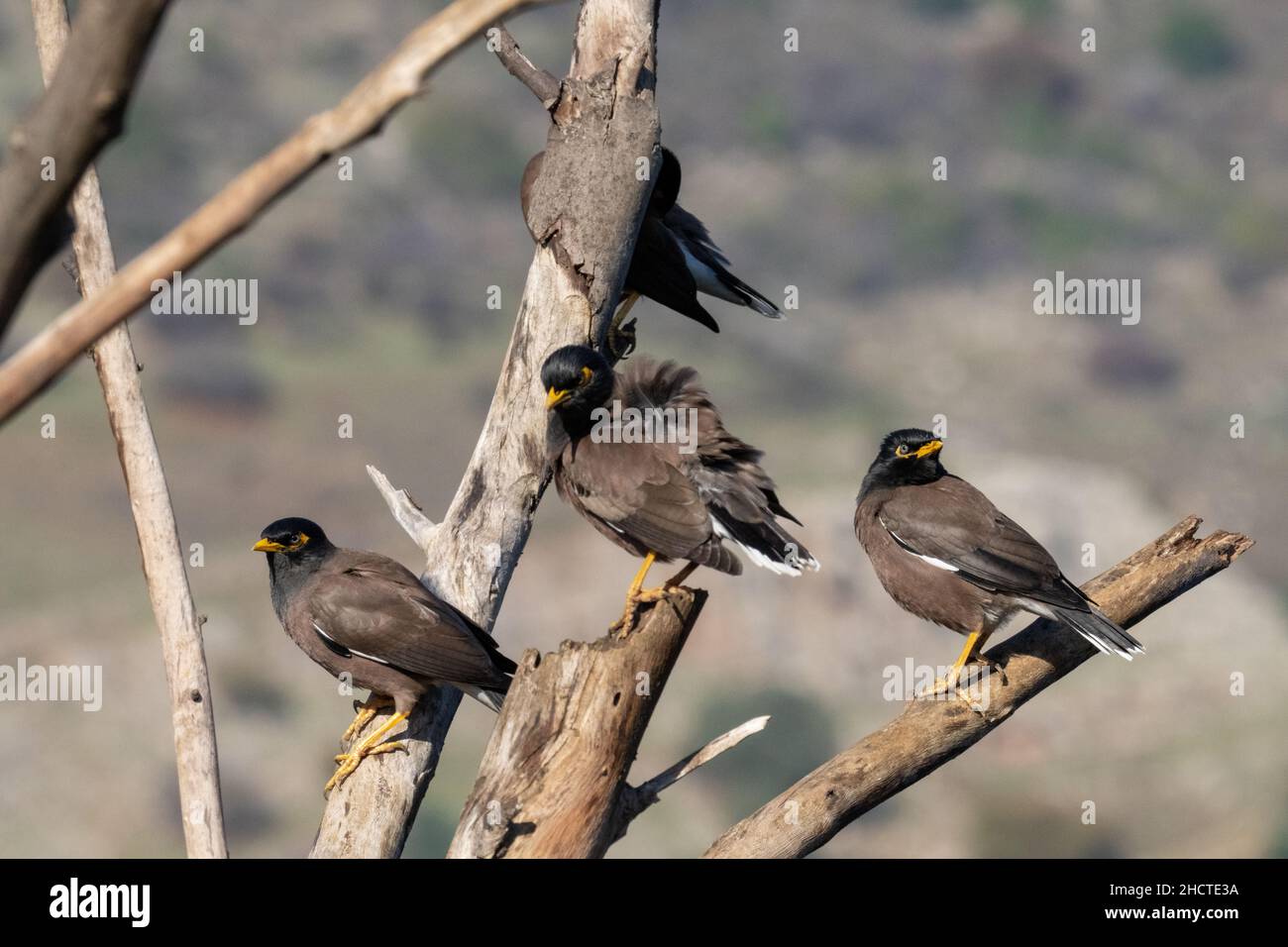 Myna commune ou myna indienne (Acridotheres tristis) Banque D'Images