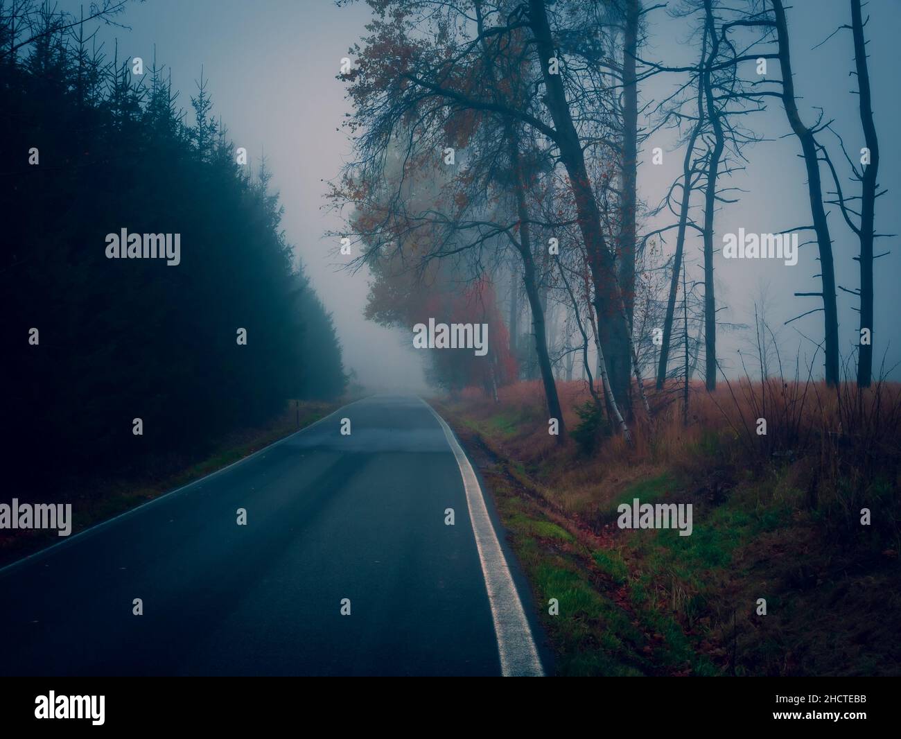 Route asphaltée par temps brumeux, mauvais temps, brouillard, ligne, arbres,paysage sombre d'automne. Banque D'Images