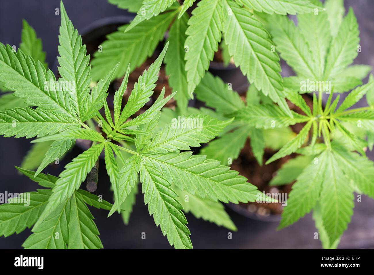 Plante mûre de marijuana avec Bud et feuilles.Texture des plants de marijuana à la ferme intérieure de cannabis.Plants de cannabis en intérieur avec de la marijuana jeune B Banque D'Images