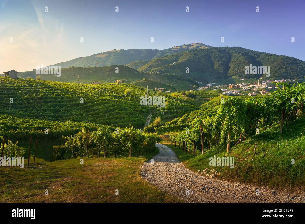 Vignobles et route. Prosecco Hills, site classé au patrimoine mondial de l'UNESCO. Valdobbiadene, Vénétie, Italie Banque D'Images