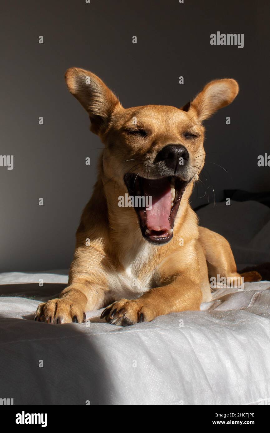 Chien drôle de race mixte bâillant avec la bouche largement ouverte après s'être réveillé dans un lit confortable éclairé par le soleil du matin dans une pièce sombre Banque D'Images