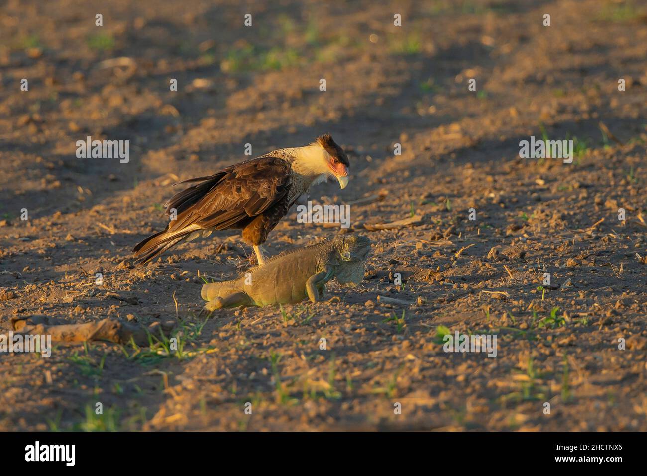 Caracara à crête (Caracara plancus) trainant une Iguana verte (Iguana iguana) Banque D'Images