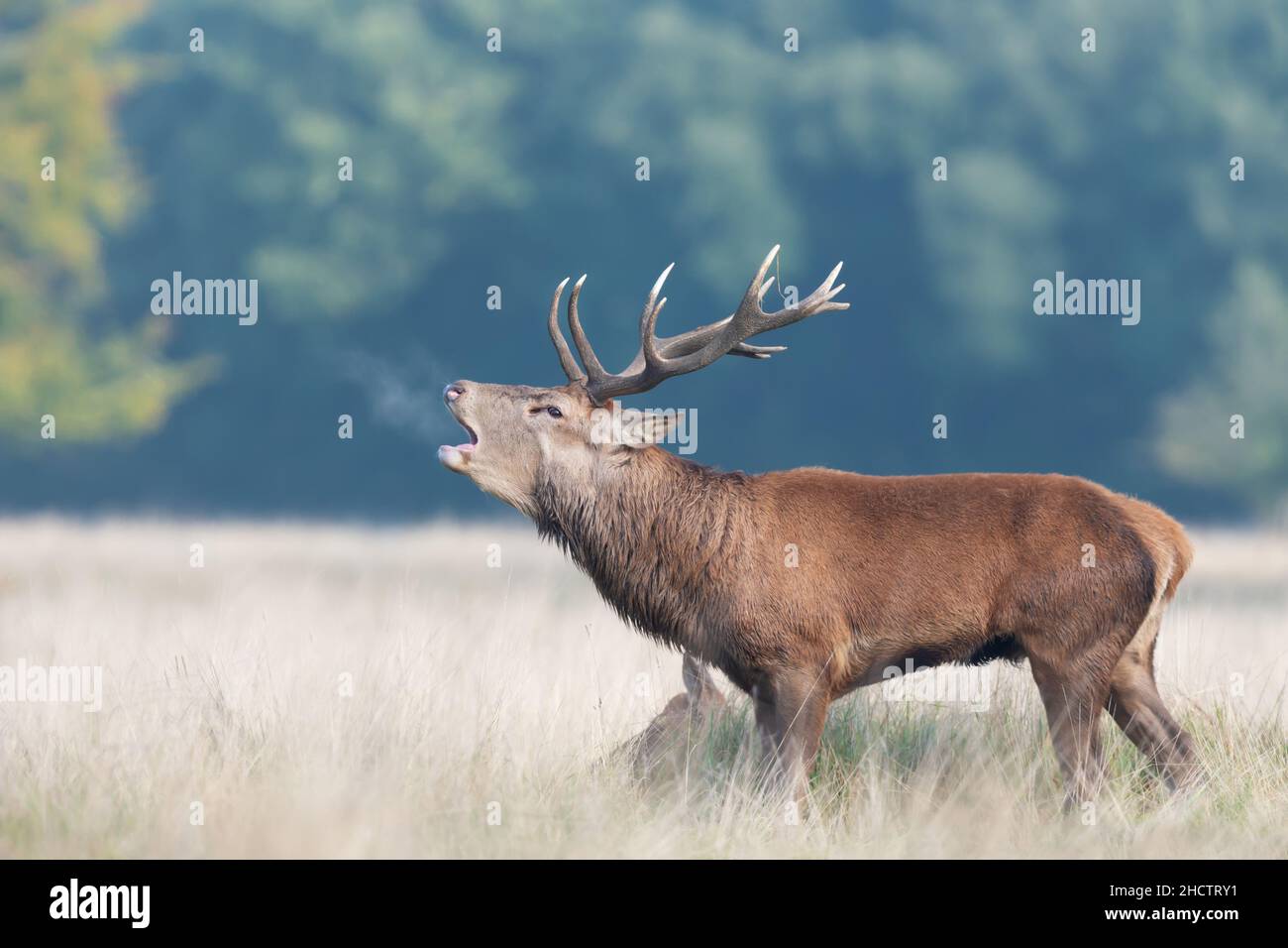 Portrait d'un cerf de Virginie qui appelle pendant la saison de rutting à l'automne, au Royaume-Uni. Banque D'Images