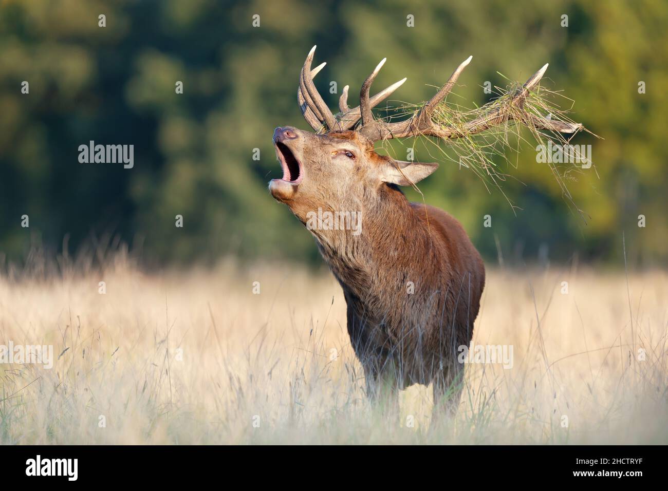 Gros plan d'un cerf de Virginie qui appelle pendant la saison de rutting à l'automne, au Royaume-Uni. Banque D'Images
