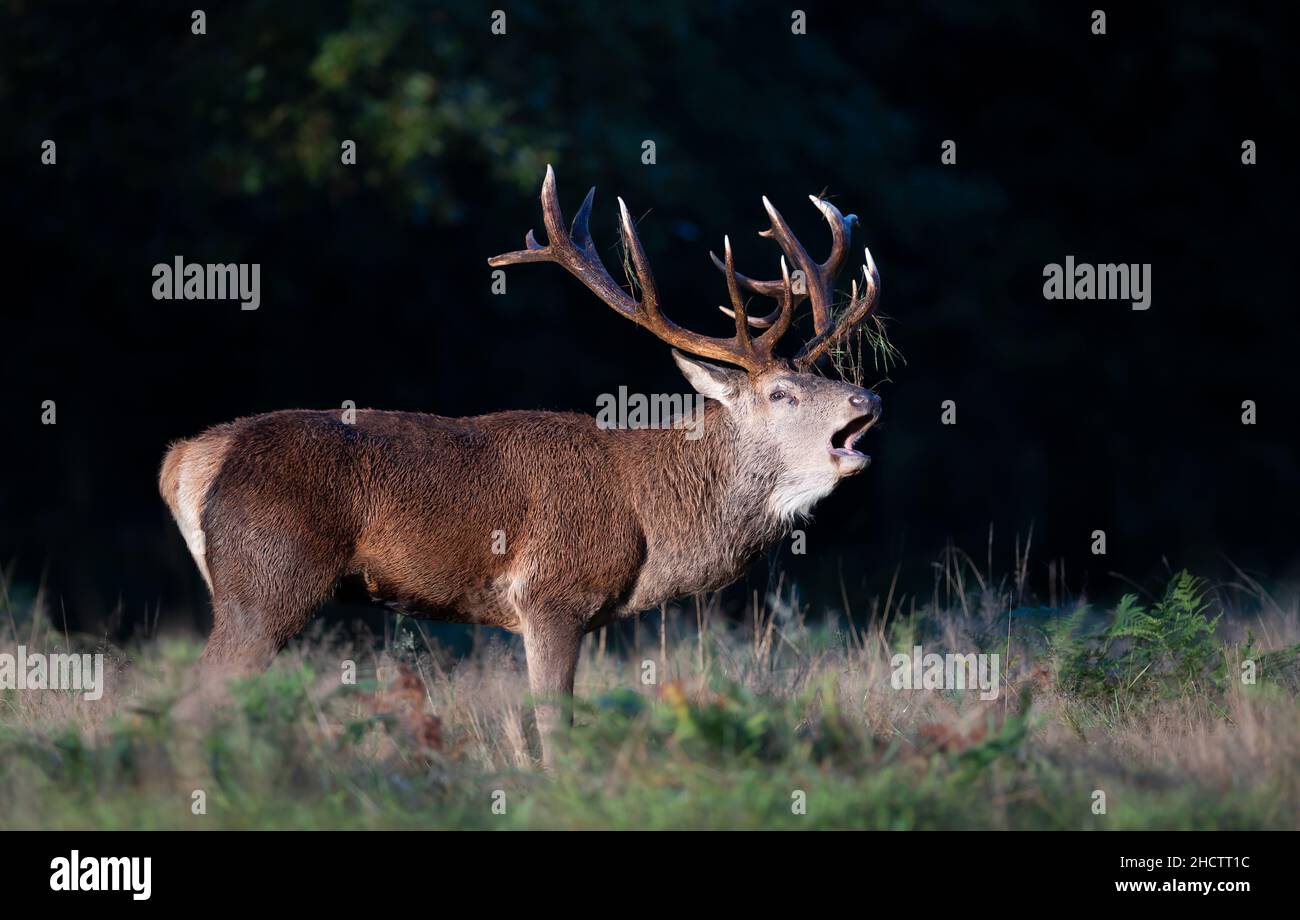 Portrait d'un cerf de Virginie qui appelle pendant la saison de rutting à l'automne, au Royaume-Uni. Banque D'Images