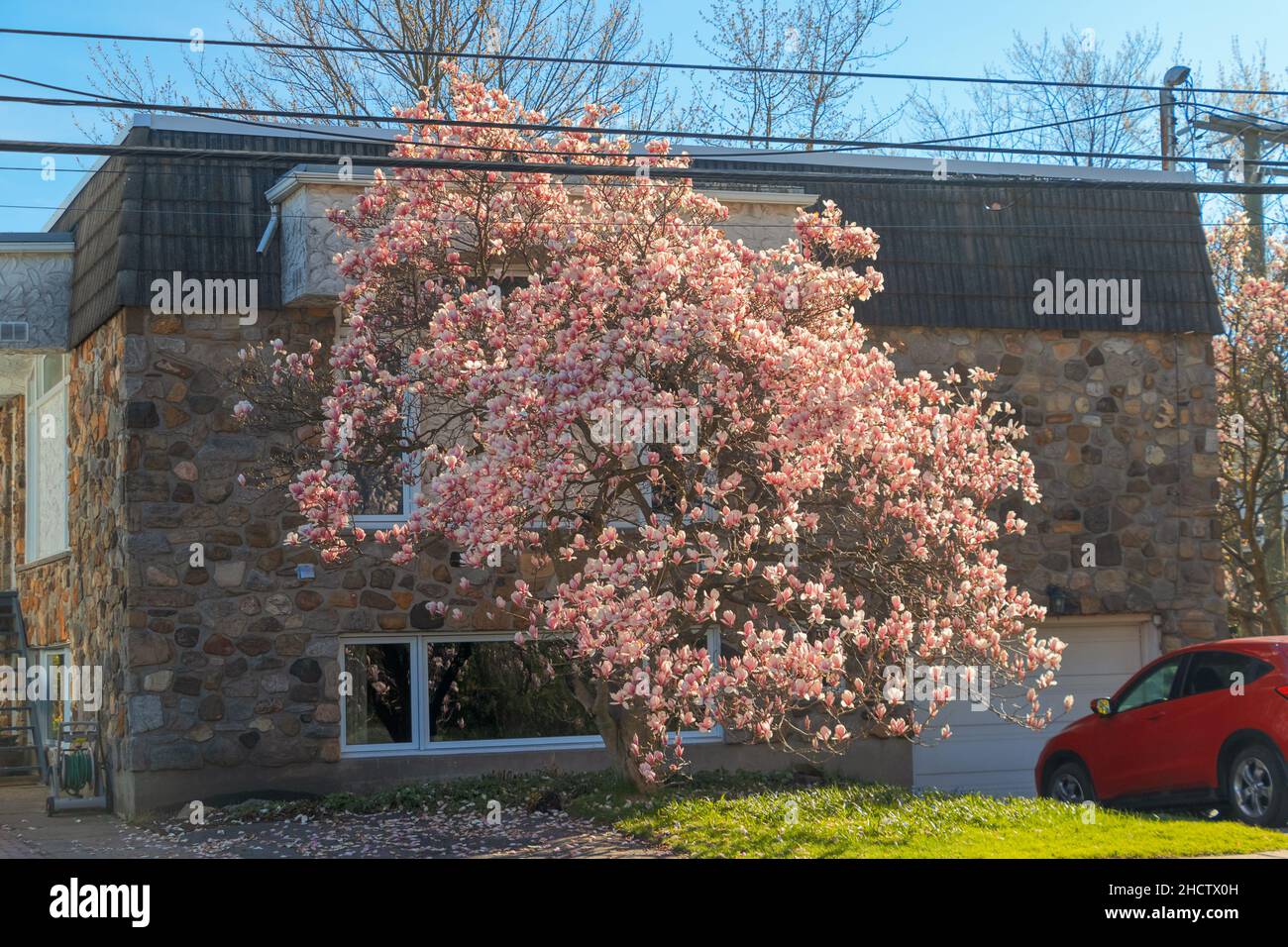 Scène urbaine avec un arbre en fleurs roses, Montréal, Canada Banque D'Images