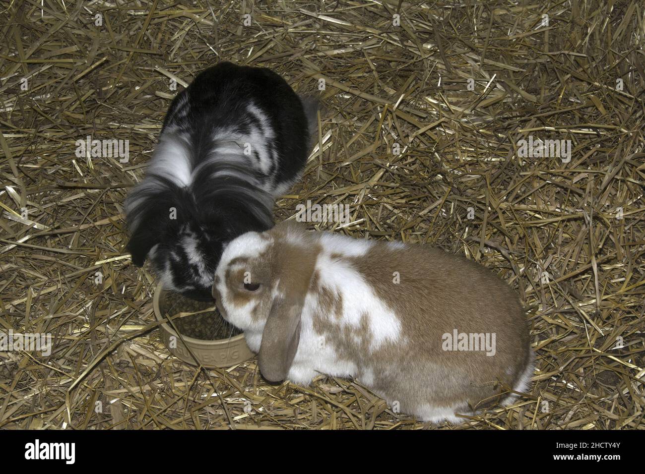 LAPINS ÉLEVÉS AU LOP Banque D'Images