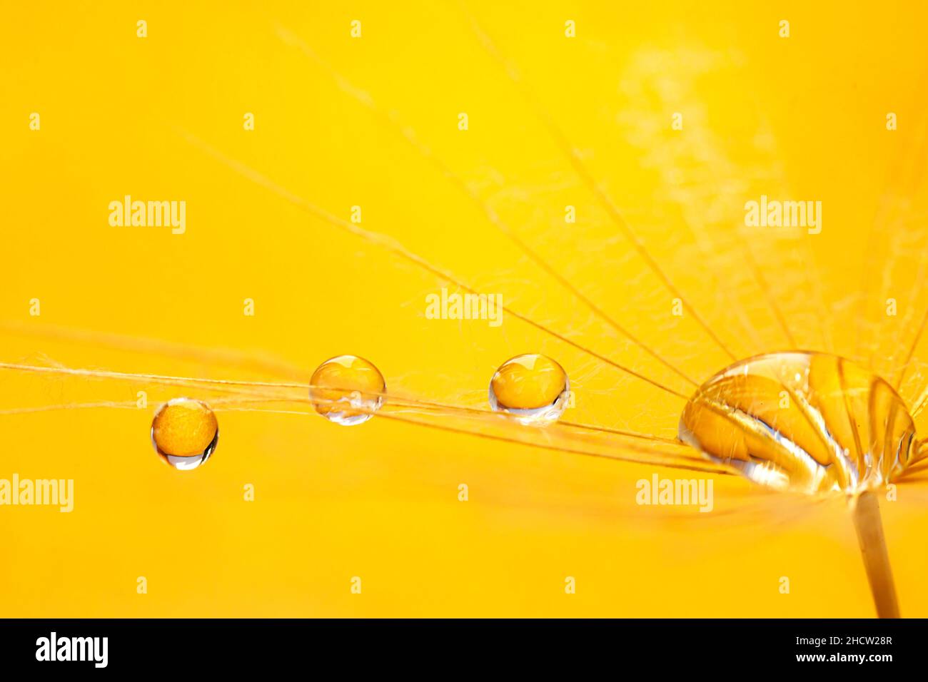De belles gouttes sur une graine de pissenlit.Magnifique arrière-plan doux.L'eau tombe sur le pissenlit.Image artistique douce et rêveuse. Banque D'Images