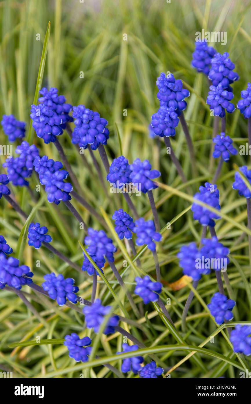 merveilleux jacinthes de raisin violet dans le jardin Banque D'Images