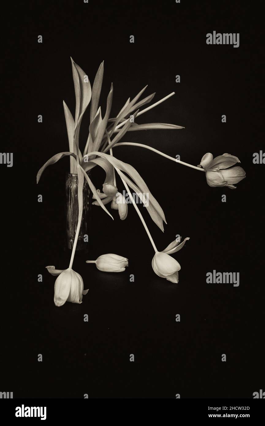 Un arrangement de fleurs mortes- Tulips en noir et blanc Banque D'Images