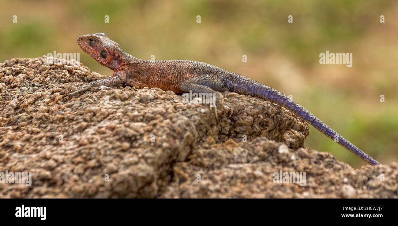 Agama commun, Agama à tête rouge ou Agama arc-en-ciel (Agama agama), Parc national du Serengeti, Tanzanie, Afrique Banque D'Images