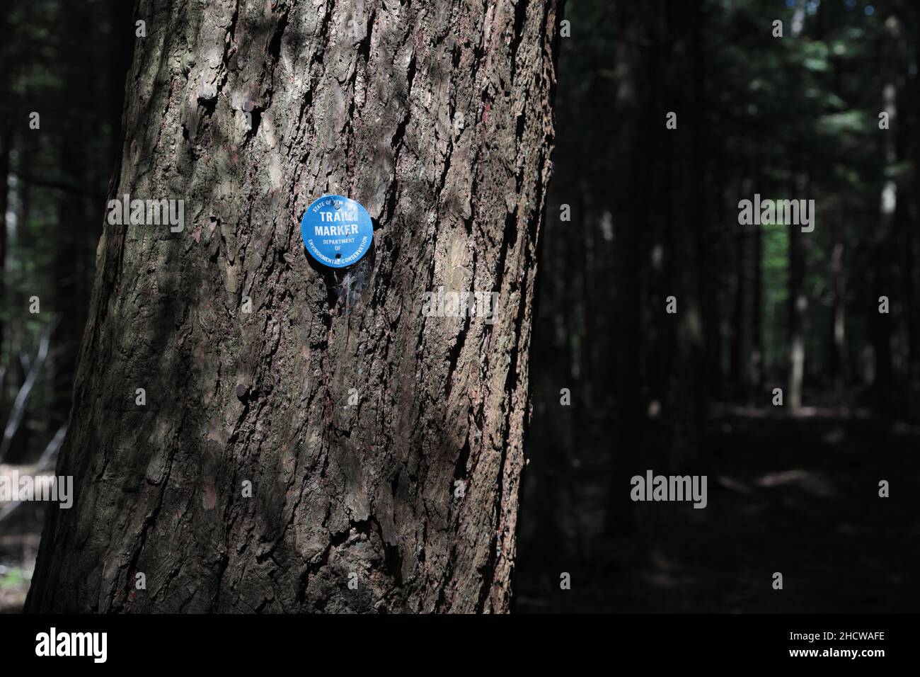 Marqueur de la piste Blue Hill sur un arbre dans la région de Adirondack Mountain, État de New York, États-Unis Banque D'Images