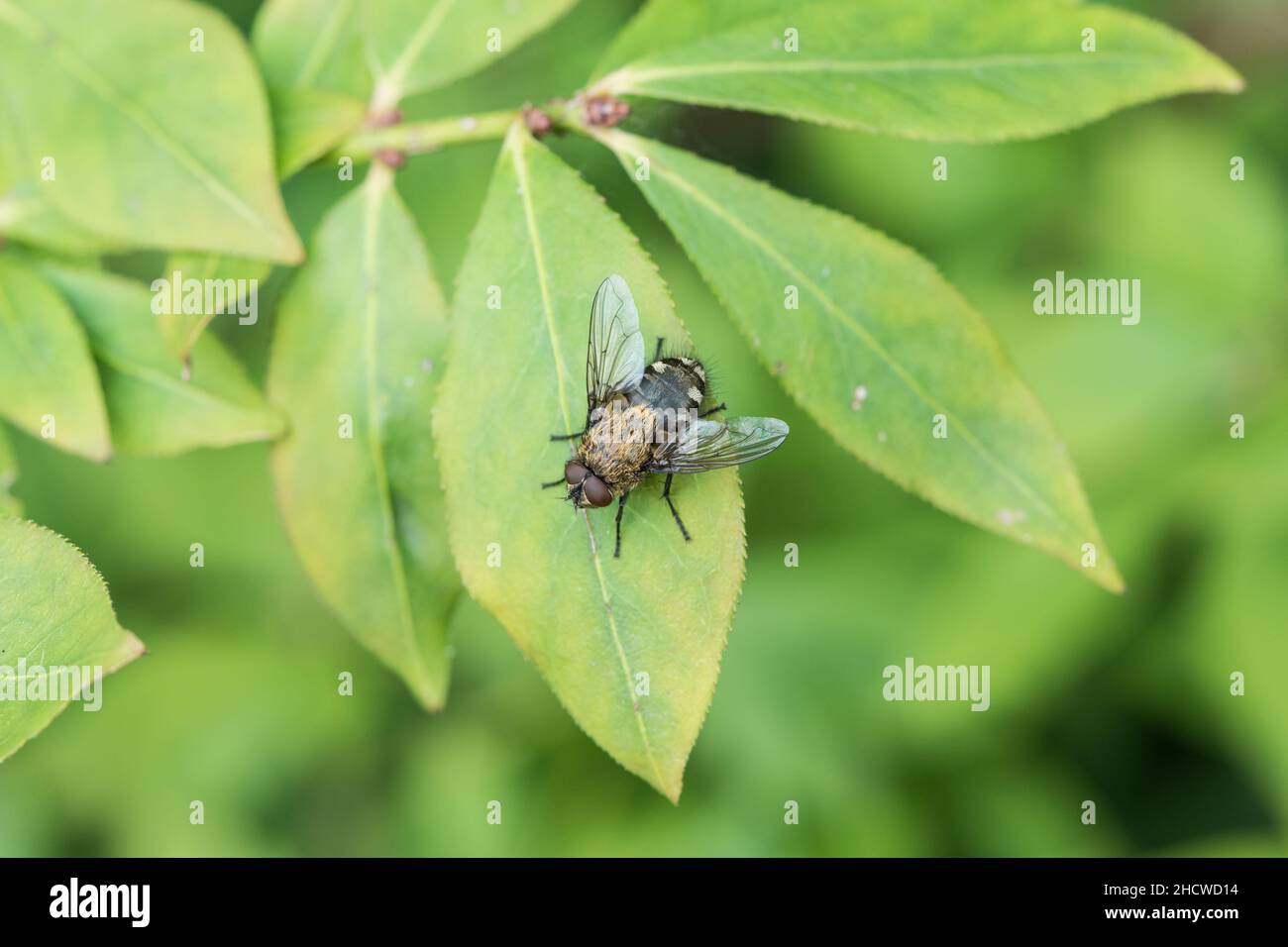 Cluster Fly (Pollenia sp.) reposant sur une feuille Banque D'Images
