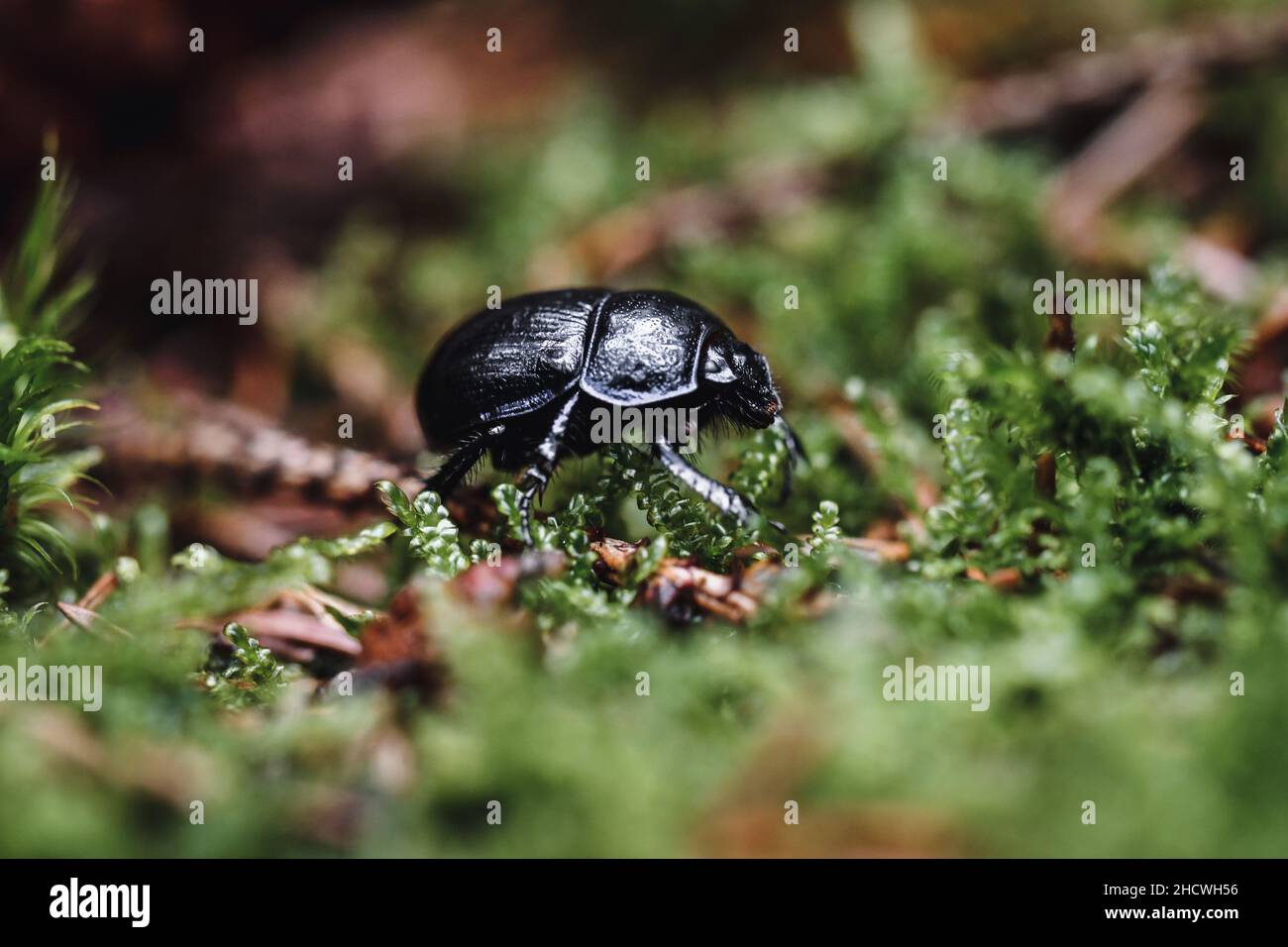 Gros plan ou macro d'un coléoptère ou d'un insecte en plein air dans la forêt ou des bois en mousse Banque D'Images