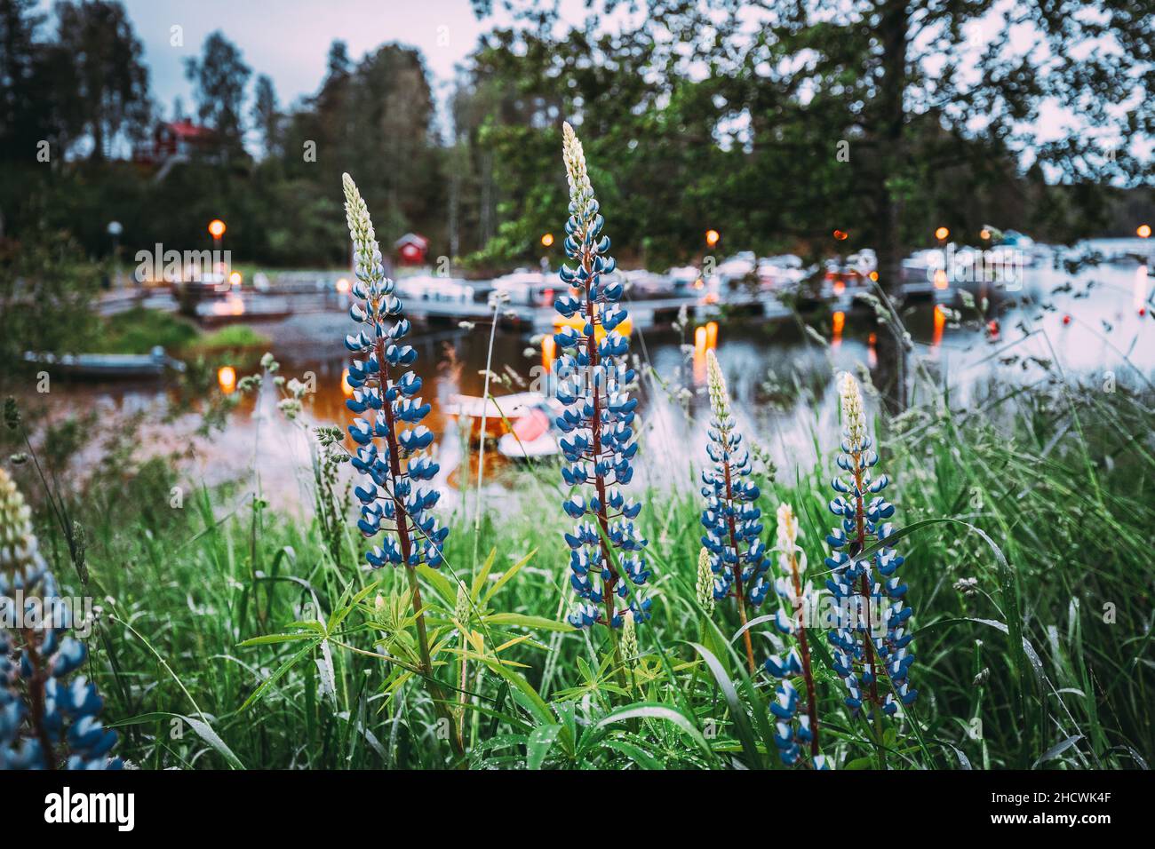 Fleurs sauvages Lupin dans Summer Meadow près du lac le soir. Lupinus, communément appelé Lupin ou Lupin, est UN genre de plantes à fleurs dans le Banque D'Images