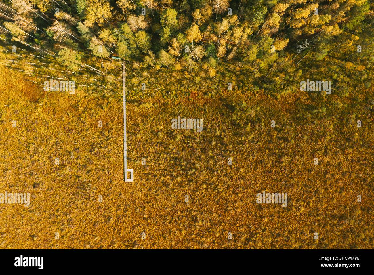 Bélarus, Réserve de biosphère de Berezinsky. Vue plongeante du sentier en bois, du marais à la forêt, en automne, le Sunny Day. Panorama Banque D'Images