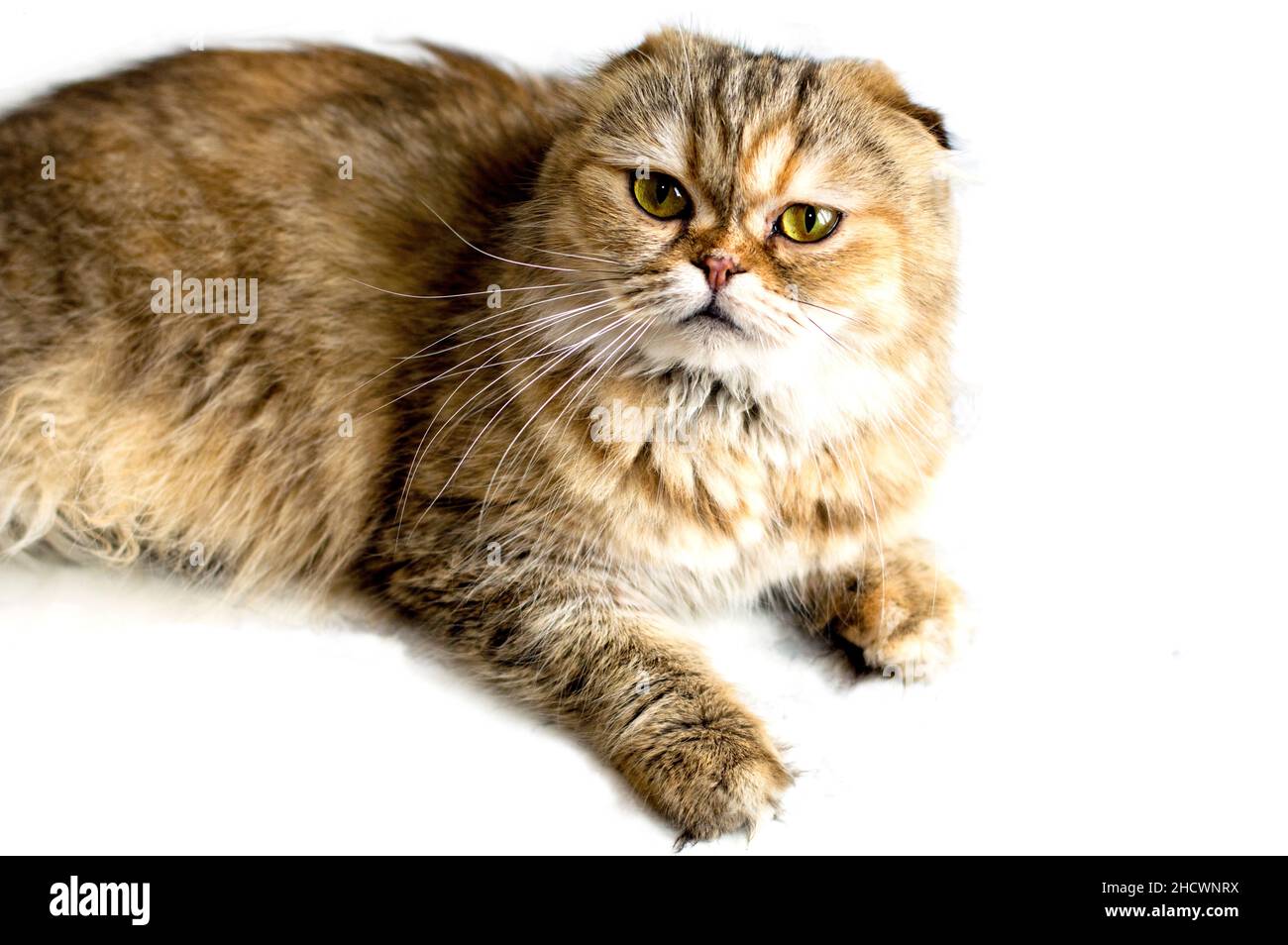 Isoler Studio De Tir Chat Chinchilla Dore Chats A Theme Chatons Et Chats Dans La Maison Les Animaux De Compagnie Leurs Photos Et Leur Vie Photo Stock Alamy