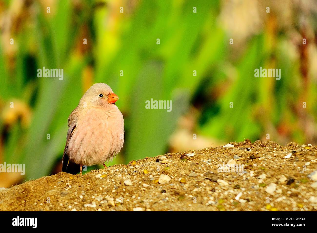 Oiseaux sauvages dans leur environnement et dans la nature. Banque D'Images