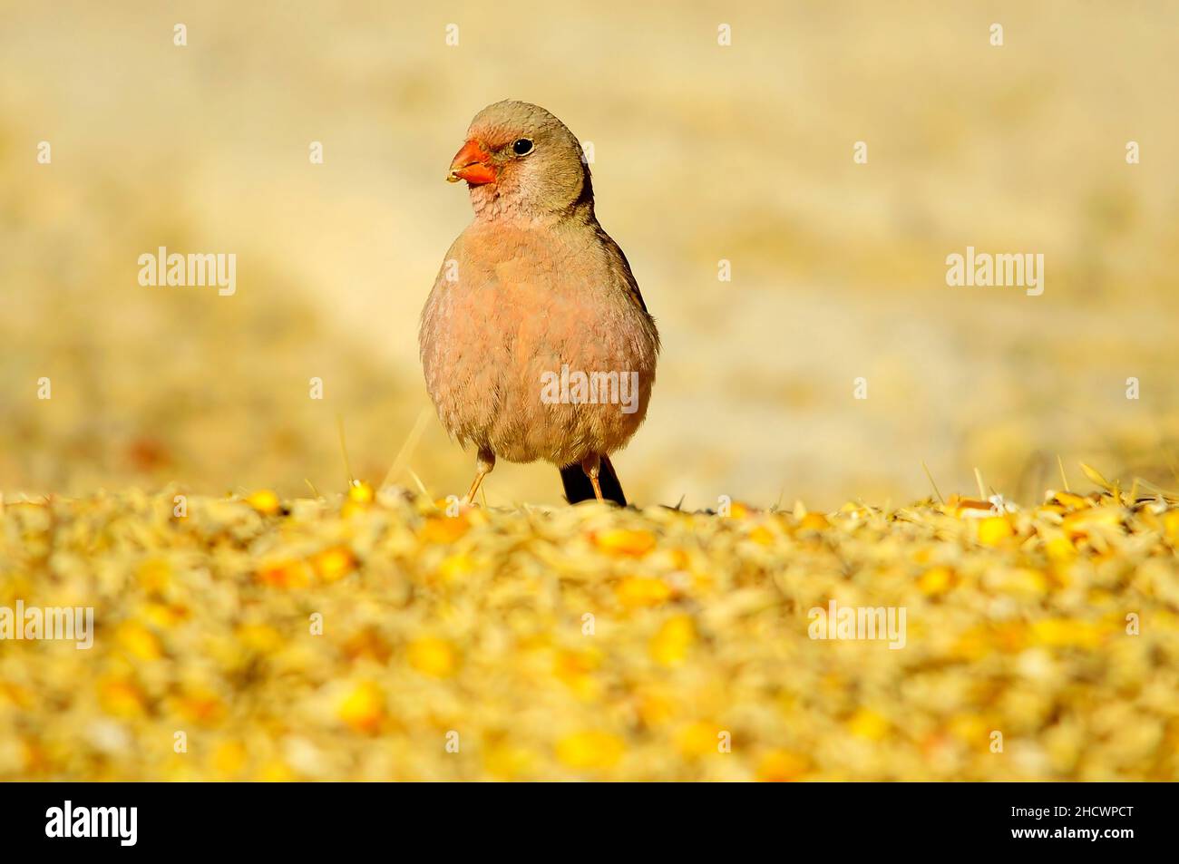 Oiseaux sauvages dans leur environnement et dans la nature. Banque D'Images