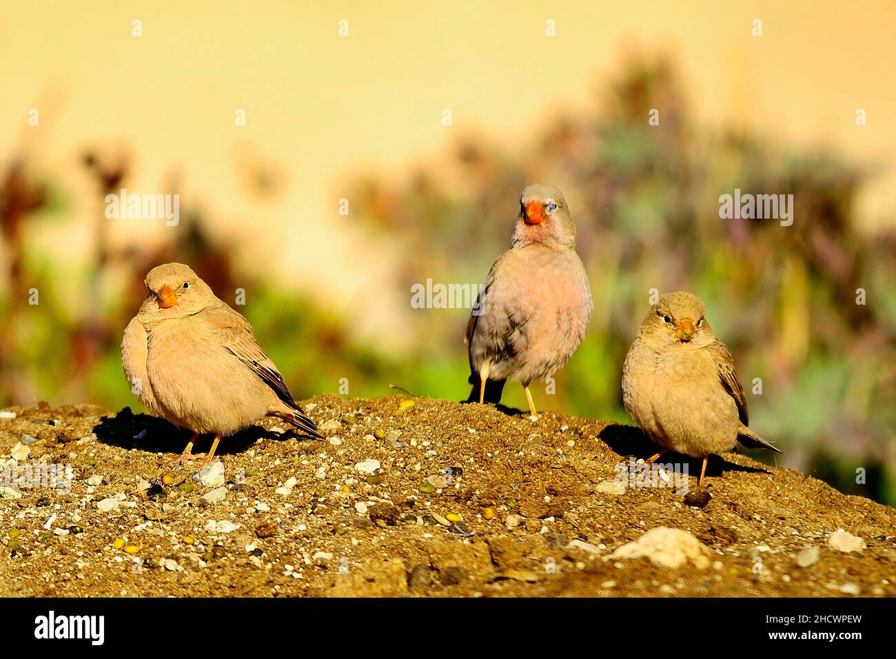 Oiseaux sauvages dans leur environnement et dans la nature. Banque D'Images