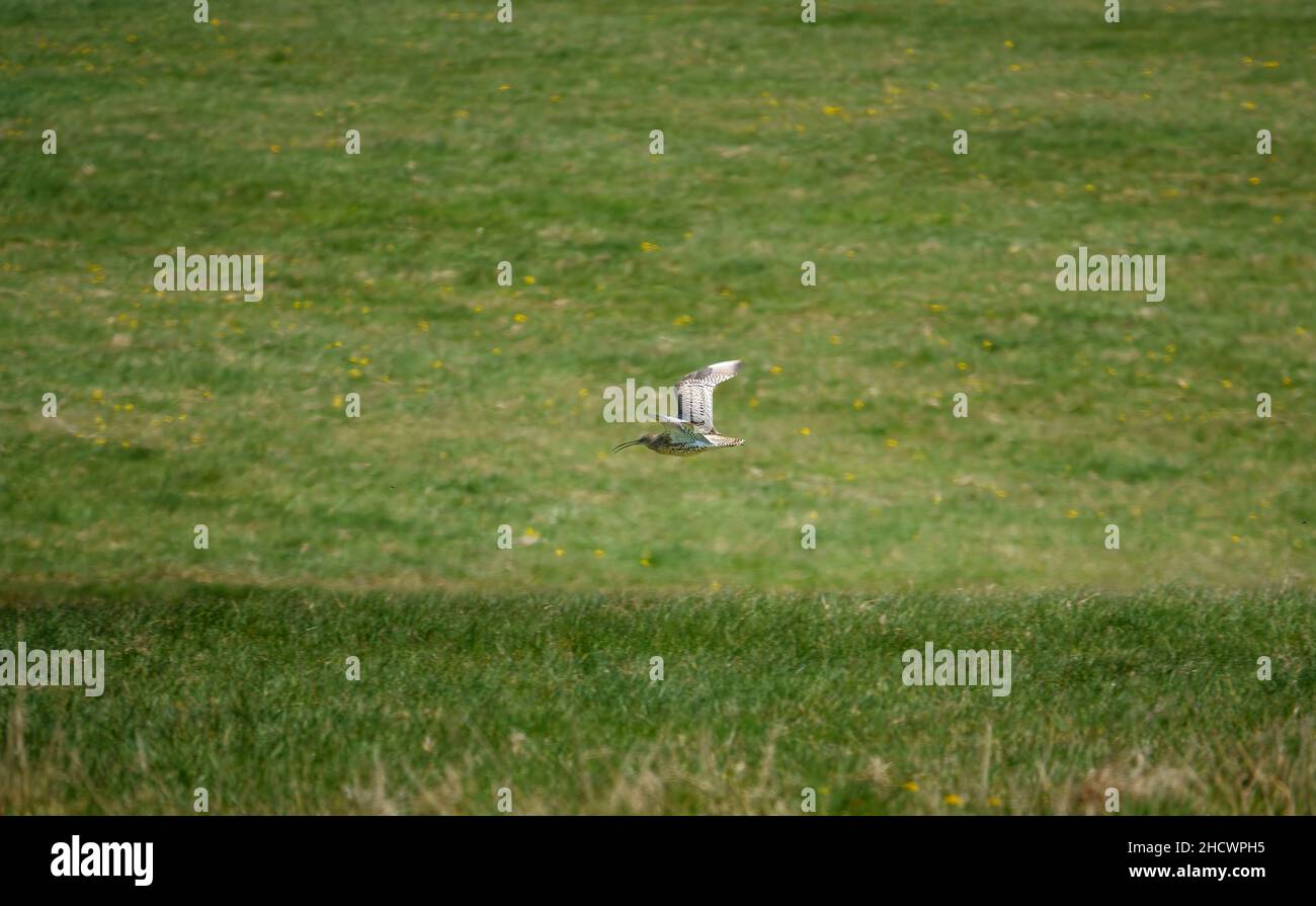 Un curlew (Numenius) en vol de bas niveau au-dessus de prairie verte Banque D'Images