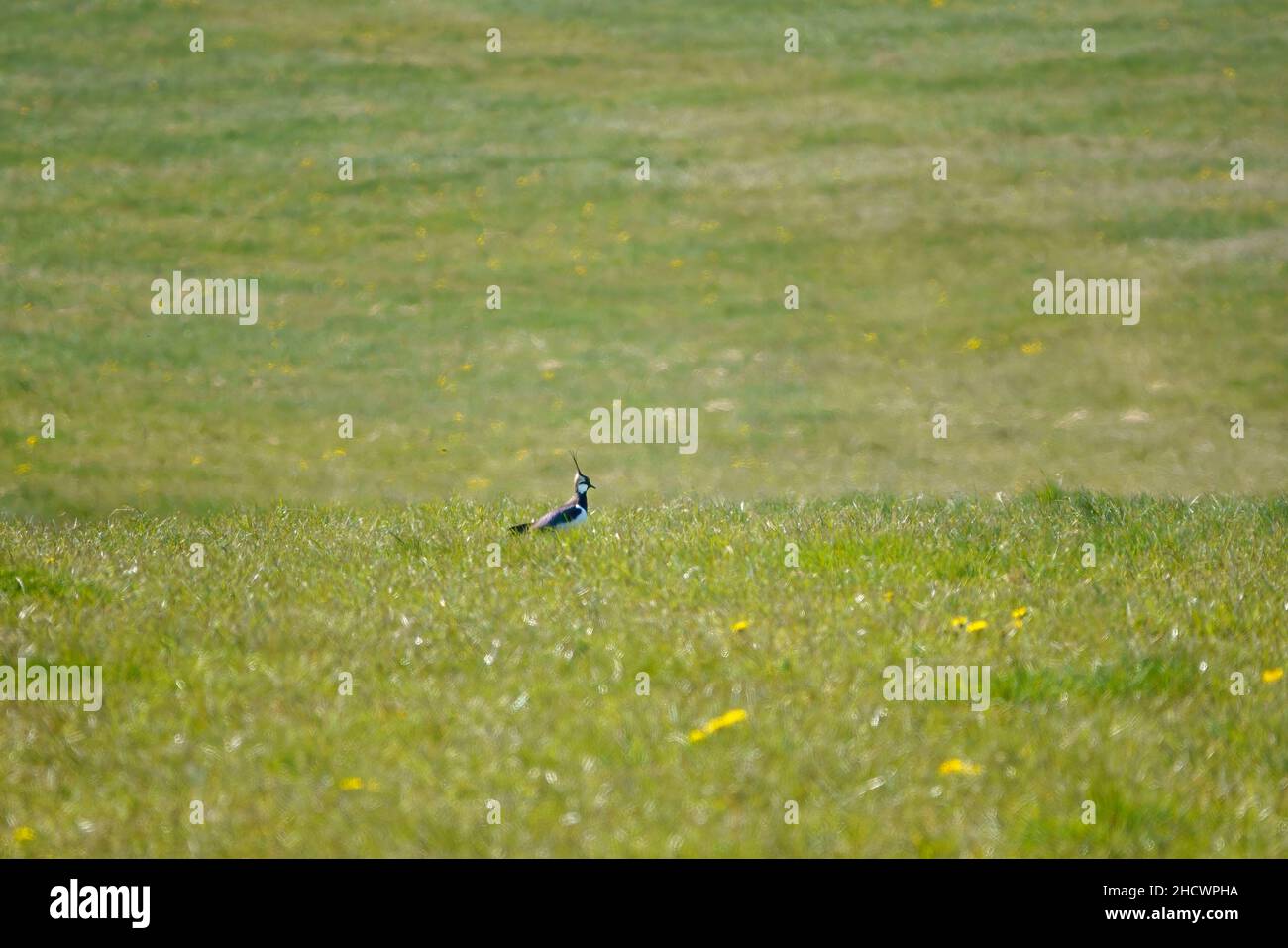 Un curlew (Numenius) en vol de bas niveau au-dessus de prairie verte Banque D'Images