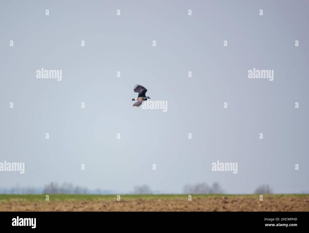 Un curlew (Numenius) en vol de bas niveau au-dessus de prairie verte Banque D'Images