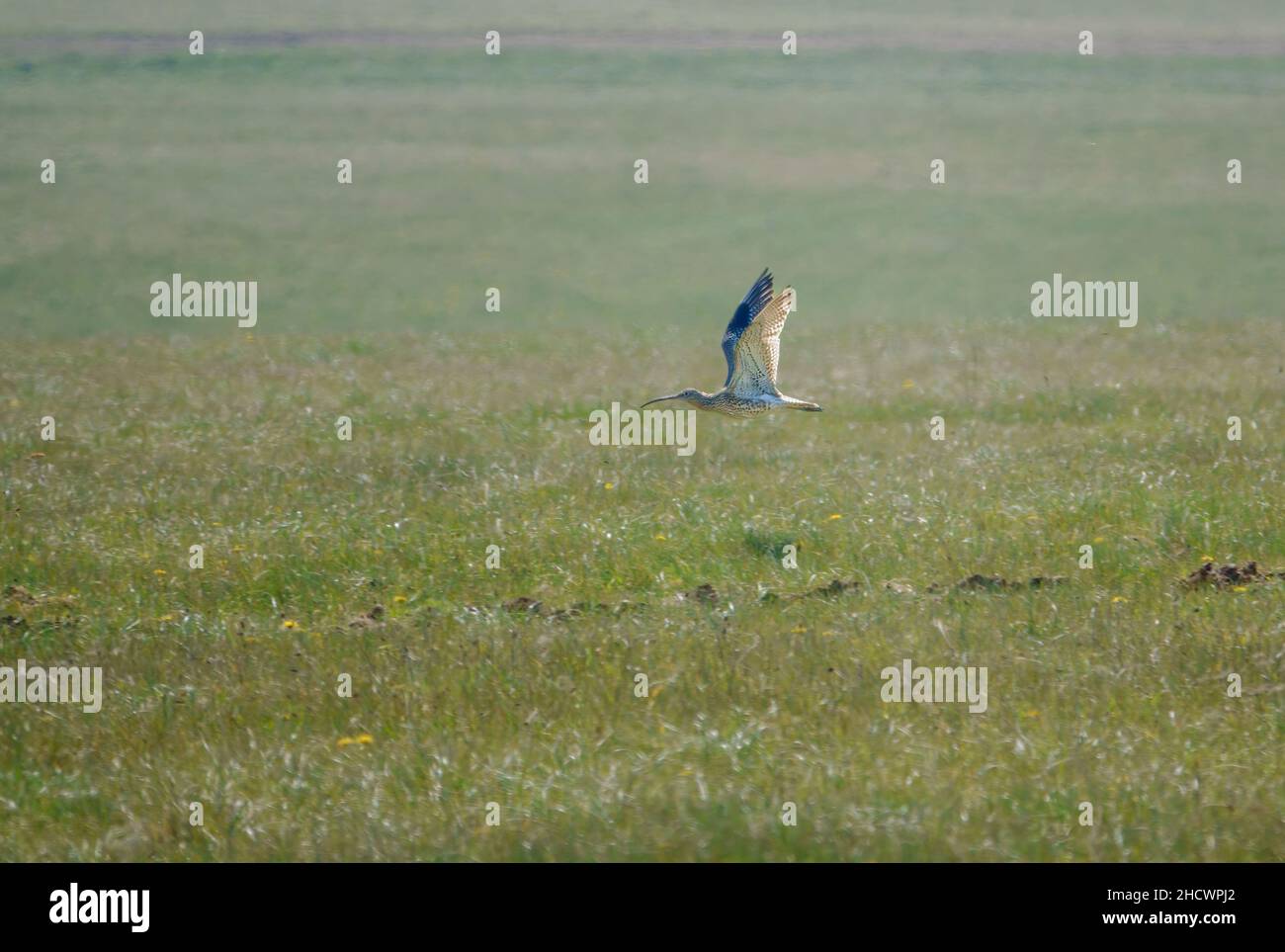 Un curlew (Numenius) en vol de bas niveau au-dessus de prairie verte Banque D'Images