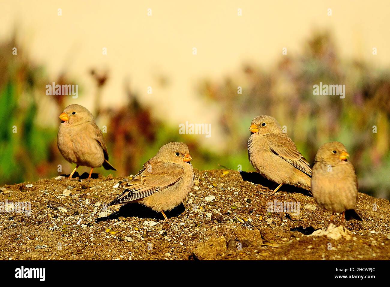 Oiseaux sauvages dans leur environnement et dans la nature. Banque D'Images