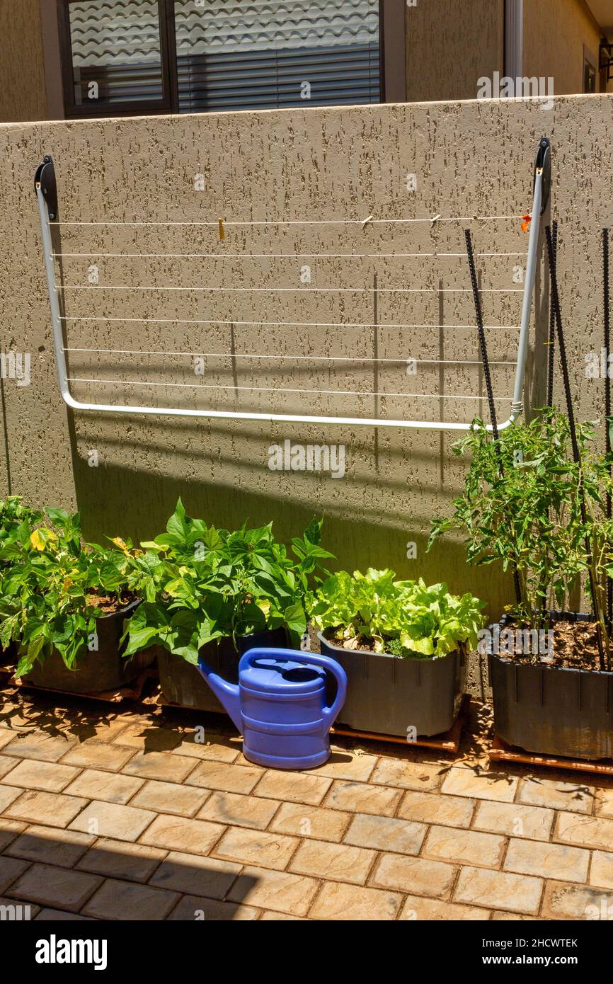 Paroi texturée avec ligne de lavage et récipients en plastique avec légumes plantés en elle.Un arrosoir en plastique bleu.Concept de vie dans un petit espace Banque D'Images