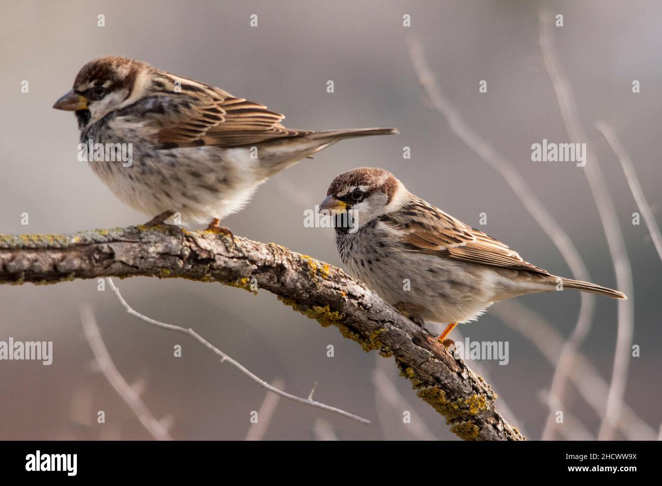Le passereau hispaniolensis - le moineau mauresque est une espèce d'oiseau de passereau de la famille des Passeridae. Banque D'Images