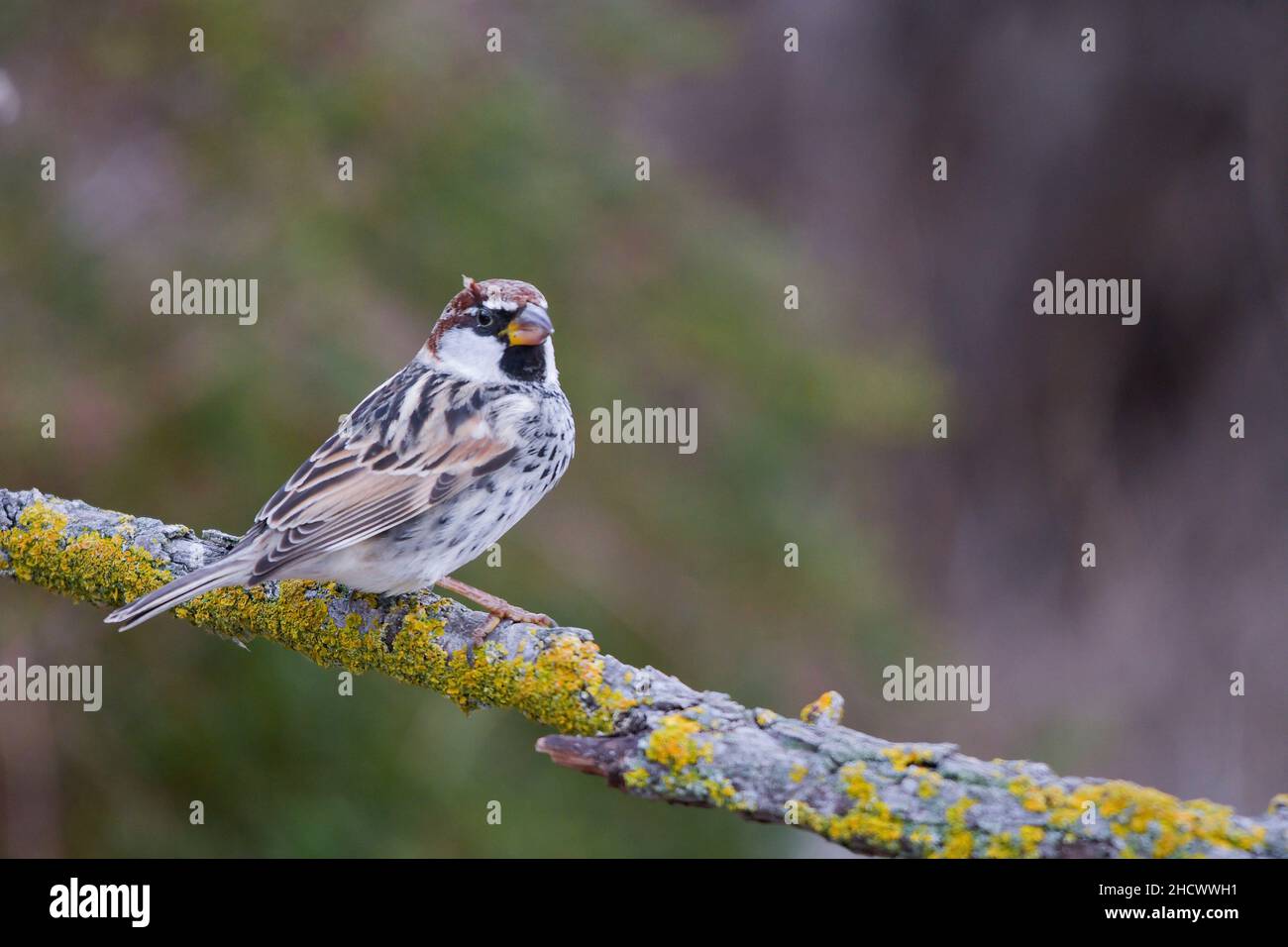 Le passereau hispaniolensis - le moineau mauresque est une espèce d'oiseau de passereau de la famille des Passeridae. Banque D'Images