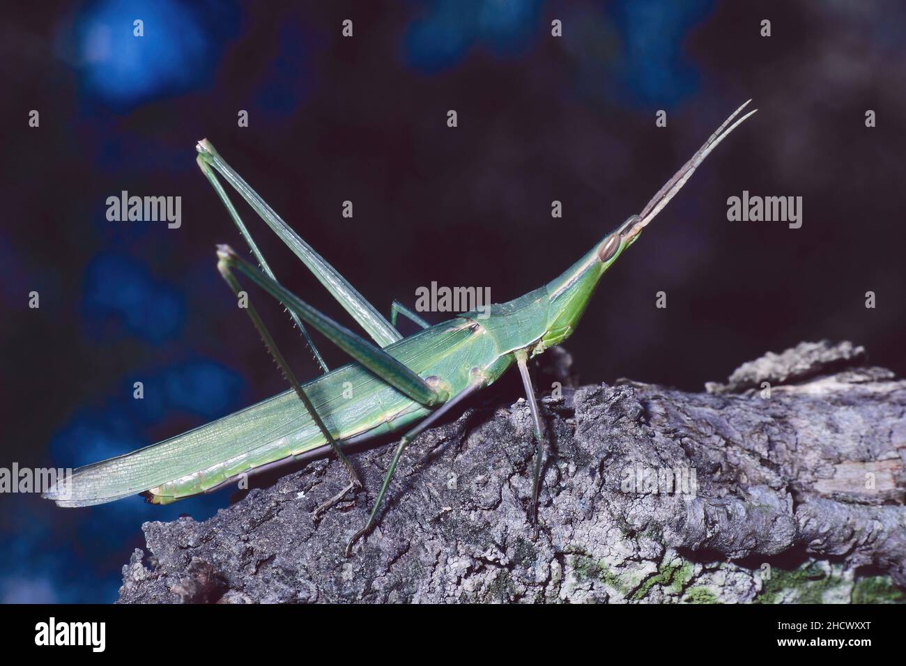 Spécimen de sauterelle à tête conique, Acrida ungarica mediterranea, Acrididae Banque D'Images
