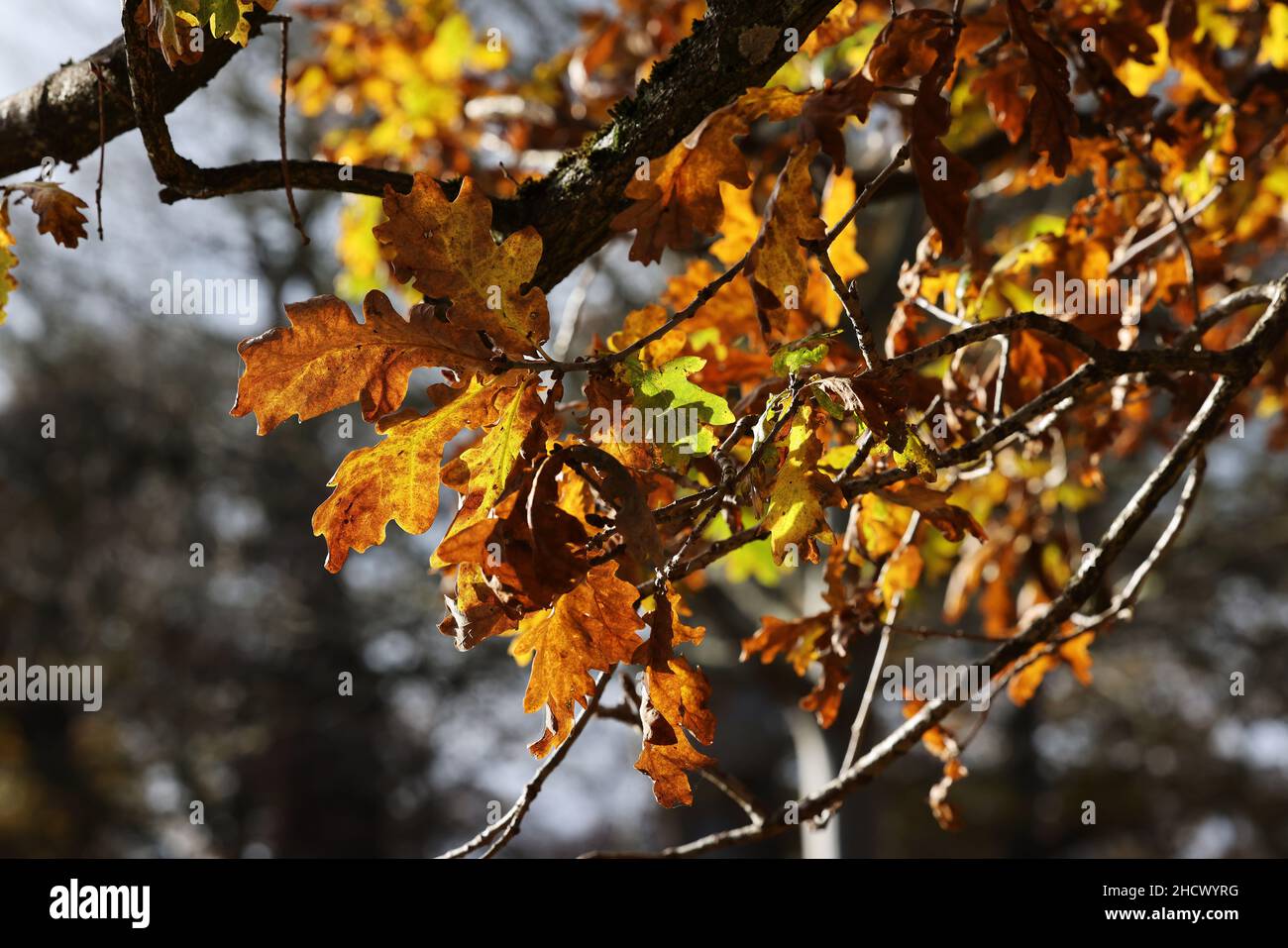 Feuilles de chêne rétroéclairées en automne, pays de Galles, royaume-uni Banque D'Images