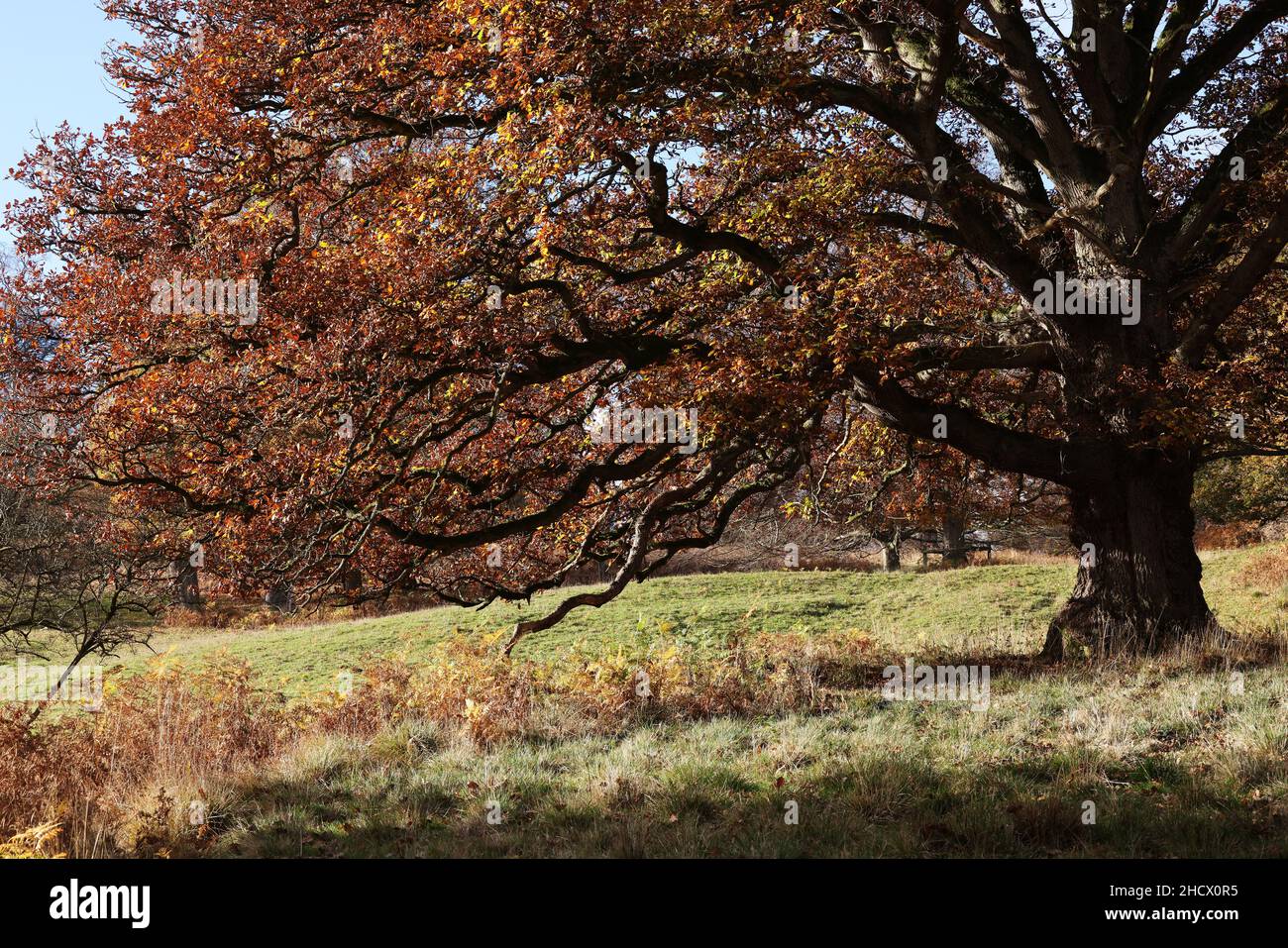 Arbres d'automne à Powys Park, Welshpool, Powys, royaume-uni Banque D'Images