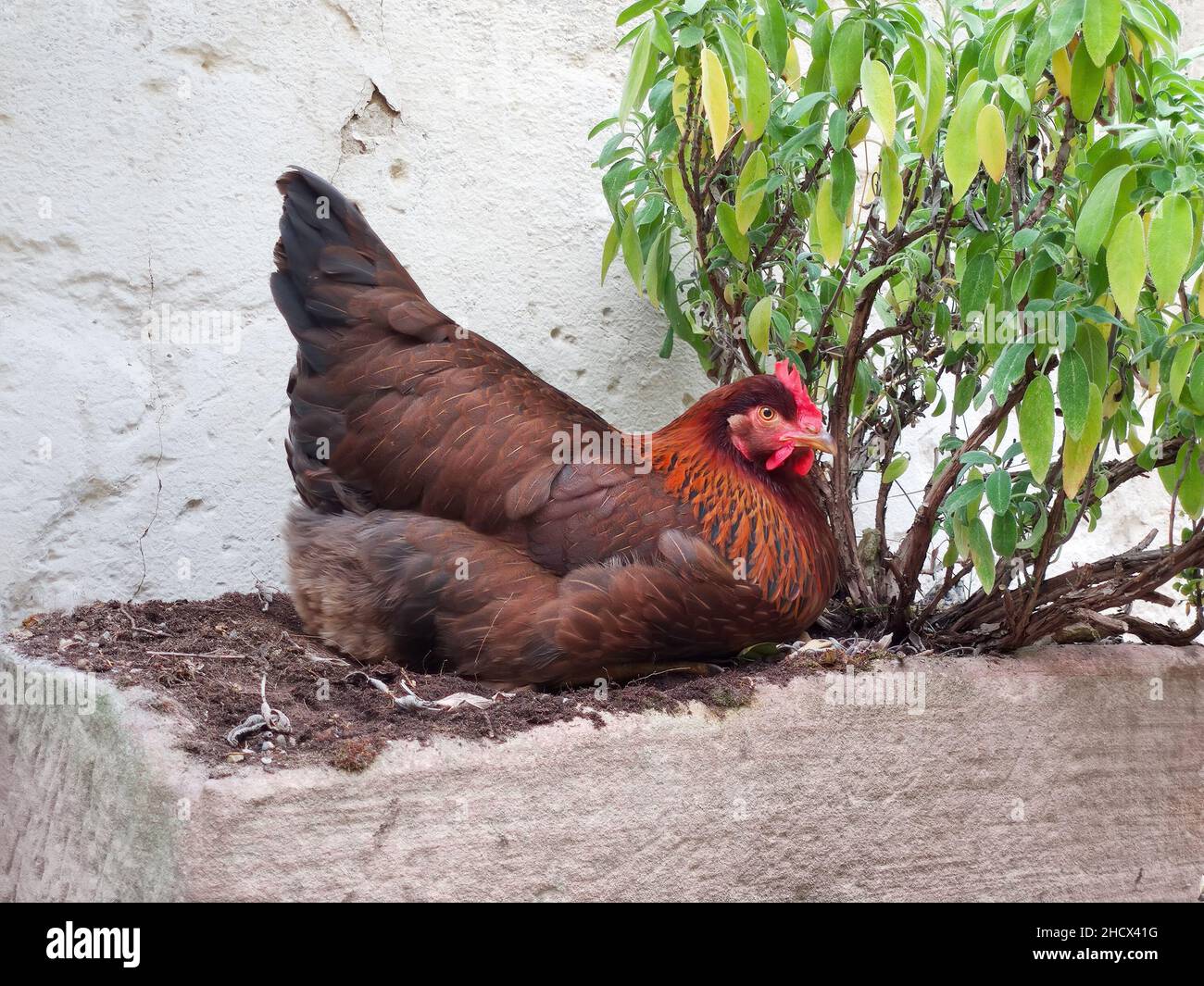 Image d'une poule brune reposant dans l'arrière-cour Banque D'Images